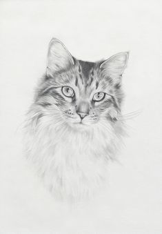 a pencil drawing of a cat's face with blue eyes and long whiskers