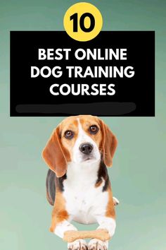 a dog sitting on top of a table with the title 10 best online dog training courses