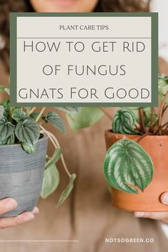 two potted plants with the words how to get rid of funguss for good