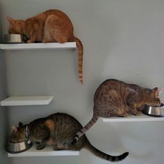 three cats sitting on top of white shelves eating food