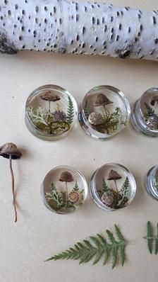 several glass dishes with plants and mushrooms in them next to a white birch tree branch