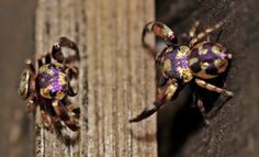 two large spider sitting on top of a wooden plank