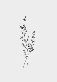 a black and white drawing of a plant