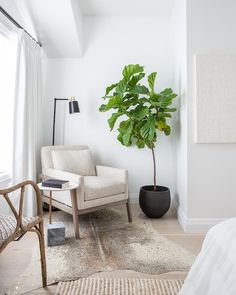 a living room with a couch, chair and potted plant