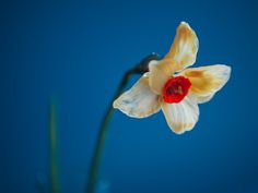 a white and yellow flower with a red center in front of a blue sky background