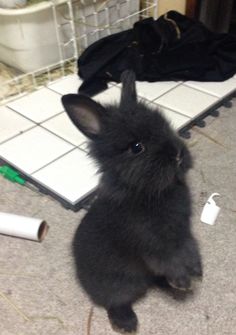 a small black rabbit sitting on the floor