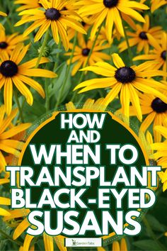 yellow flowers with the words how and when to transplant black - eyed susan's