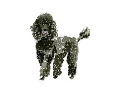 a drawing of a poodle on a white background