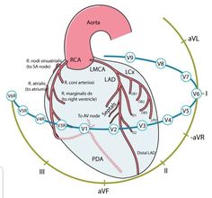 an image of the heart and blood vessels in which it is connected to each other