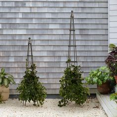 three potted plants sitting next to each other in front of a house with the words west elm on it