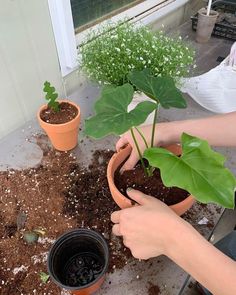 a person is holding a potted plant in their hand and digging it into the ground