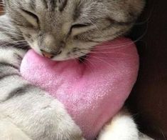 a gray and white cat sleeping on top of a pink heart shaped stuffed animal toy