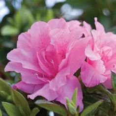 pink flowers are blooming in the garden