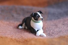 a small black and white dog sitting on the ground