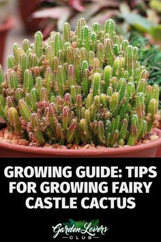 growing guide tips for growing fairy castle cactus