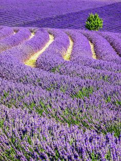 a field full of lavender flowers with trees in the distance and one lone tree at the far end