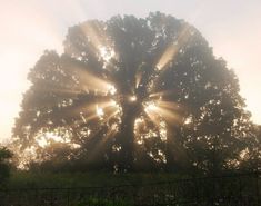 the sun shines through the branches of a large tree on a foggy day