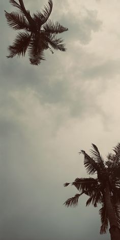 two palm trees in front of a cloudy sky