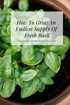 a potted basil plant with the words how to grow an endless supply of fresh basil