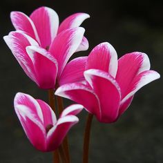 three pink and white flowers in a vase