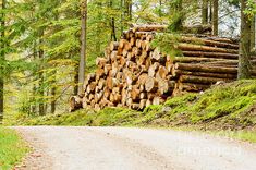 a pile of logs sitting on the side of a dirt road in front of trees