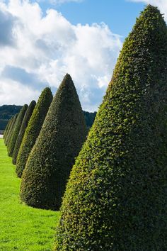 a row of topiary trees in the middle of a field