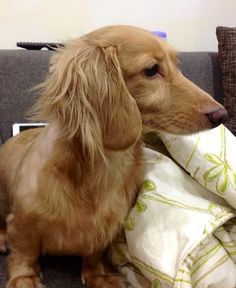 a brown dog sitting on top of a couch next to a white and green blanket