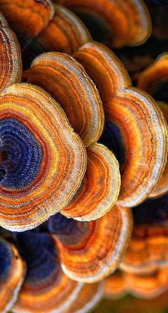 the top view of an orange and yellow mushroom with many different colors on it's surface