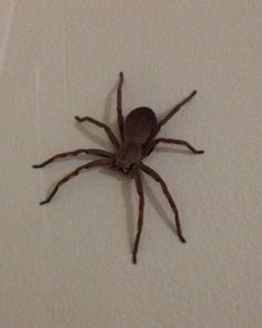 a brown spider sitting on top of a white wall