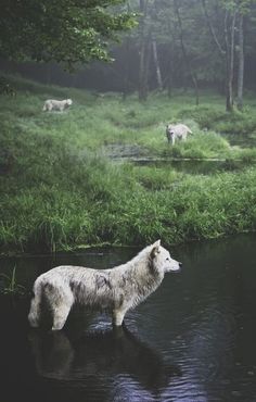 a white wolf standing in the middle of a river next to lush green grass and trees