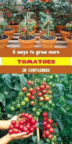 tomatoes are growing in pots with the words 6 ways to grow more tomatoes in containers