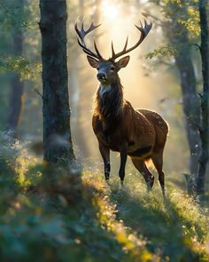 a deer standing in the middle of a forest with sun shining through it's trees