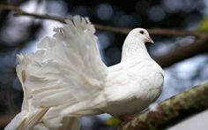 a white bird sitting on top of a tree branch