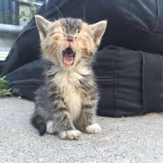 a kitten yawning while sitting on the ground