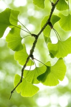 green leaves are hanging from a tree branch