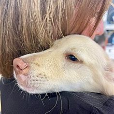 a dog is being held in the arms of a woman who is wearing a black shirt