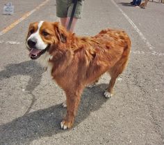 a large brown and white dog standing on top of a parking lot next to people