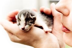 a person holding a small kitten in their hands