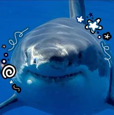 an image of a smiling shark in the water