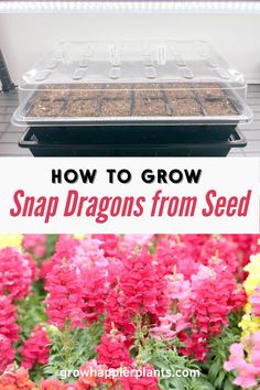 how to grow snapdragons from seed in the garden with text overlay that reads, how to grow snapdragons from seed