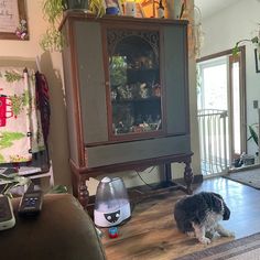 a dog sitting on the floor in front of a cabinet