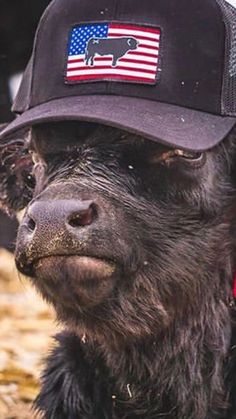 a black dog wearing a hat with an american flag patch on it's side