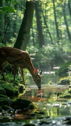 a deer drinking water from a stream in the woods