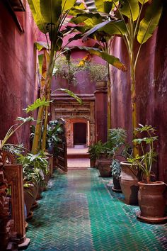 an alley way with potted plants on either side