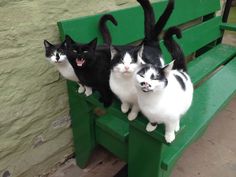 three black and white cats sitting on a green bench