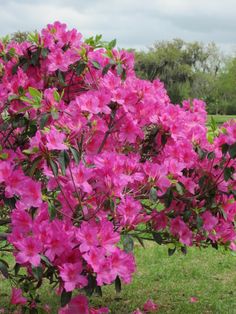 pink flowers are blooming in the grass