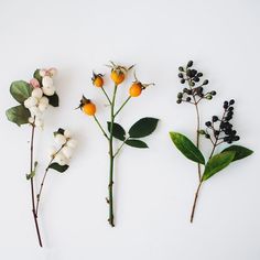 three different types of flowers and leaves on a white surface