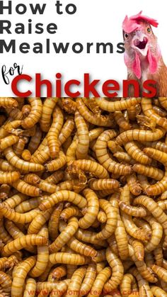 a pile of worms with the words how to raise mealworms for chickens on top