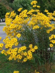 some yellow flowers are growing in the grass