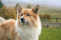 a brown and white dog standing on top of a lush green field